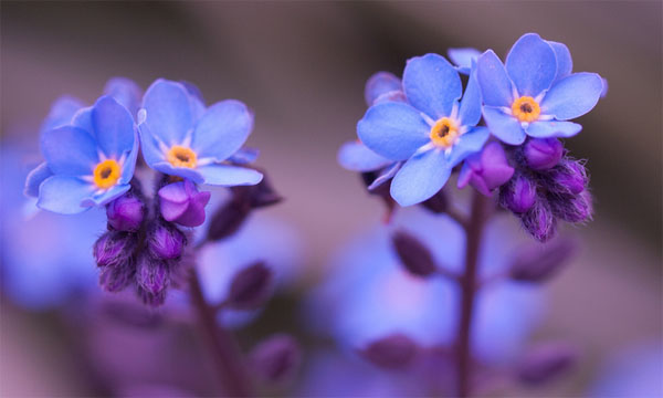 Forget me nots by William Warby, reused under Creative Commons.