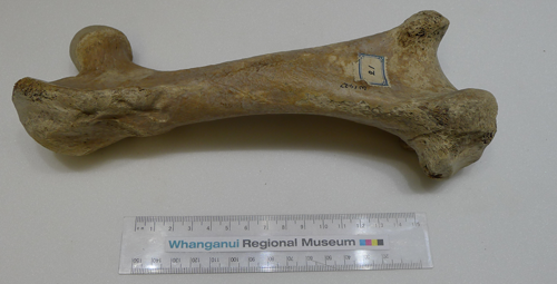 A moa femur at Whanganui Regional Museum